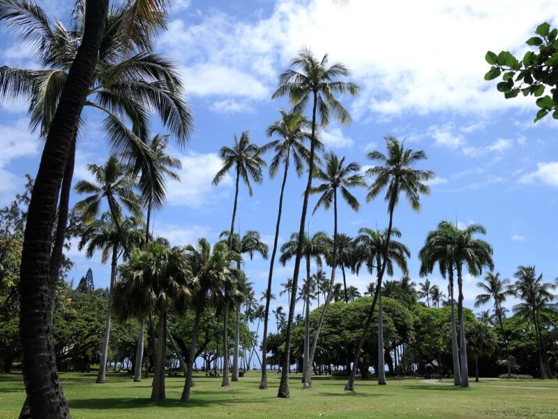 ハワイの公園のヤシの木々